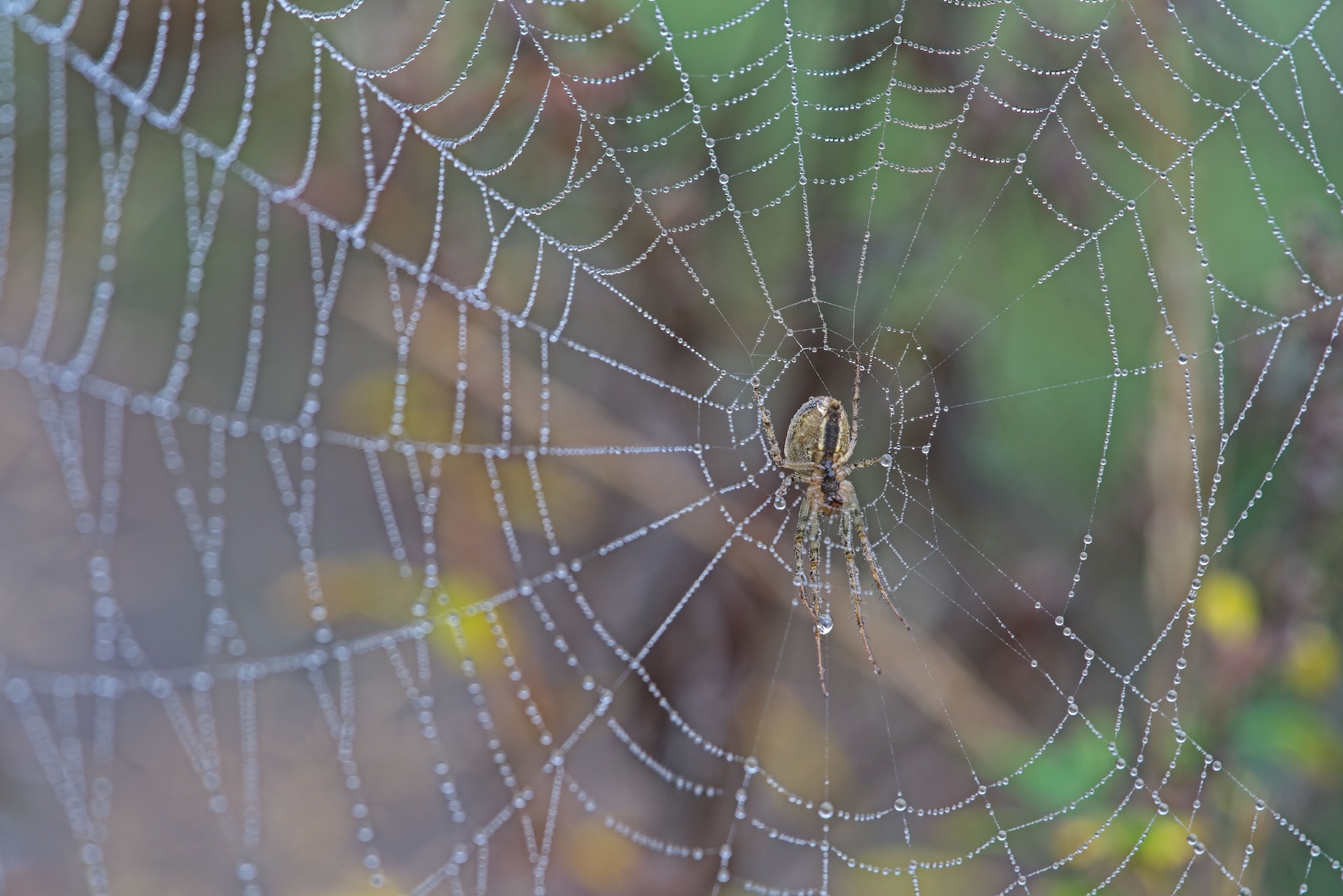 Spider Silk and Its Extraordinary Strength
