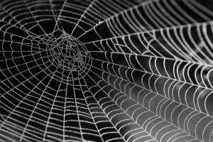 The unique properties of spider silk