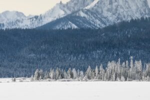 Appreciating the beauty and significance of tall mountain trees