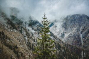 The search for the tallest mountain trees