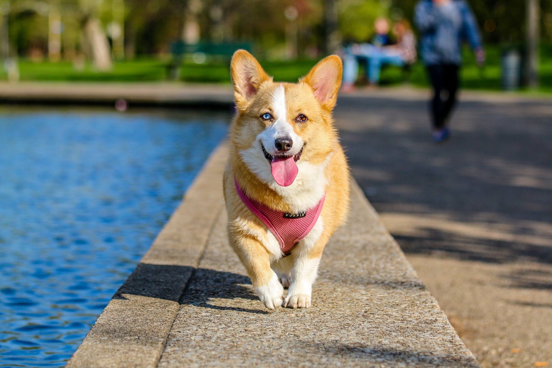 The Ultimate Guide to Doggy Dates at the Trendiest Pet Parks