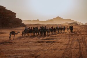 The fascinating world of camels in the desert