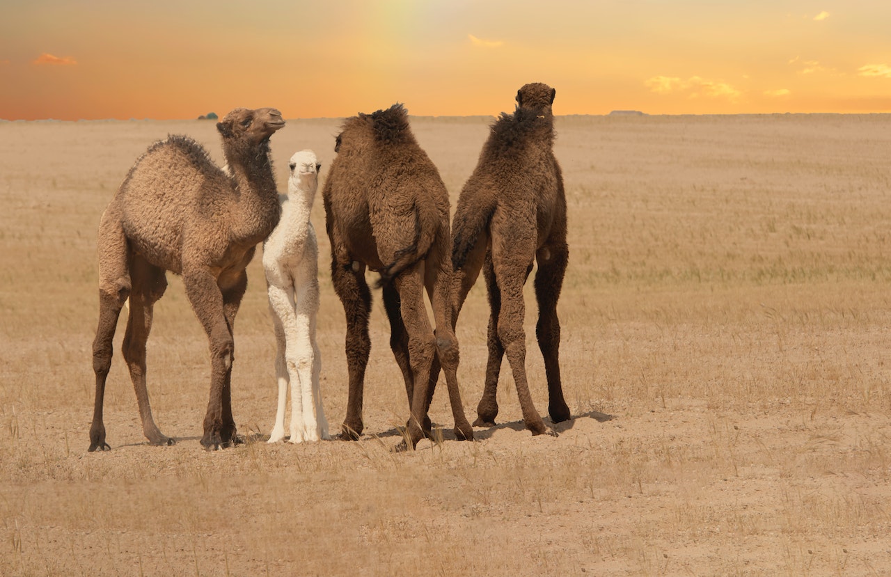 uncovering the mysteries of camels in the desert